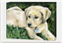 Canvas Gallery Wrap: Labrador Puppy