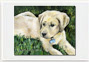 Canvas Print: Labrador Puppy