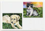 Canvas Print Set: Playful Pets Set