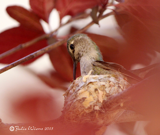 Creations By Julie - Momma Hummingbird