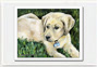 Paper Prints: Labrador Puppy